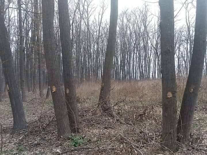 Solicitare de facilitare a unui dialog cu comunitatea locală din comuna Domnești cu privire la exploatarea forestieră a Pădurii Țegheș
